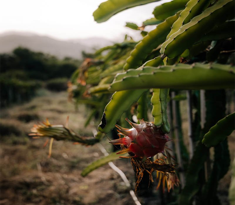 How To Make An Affordable And Durable Dragon Fruit Trellis