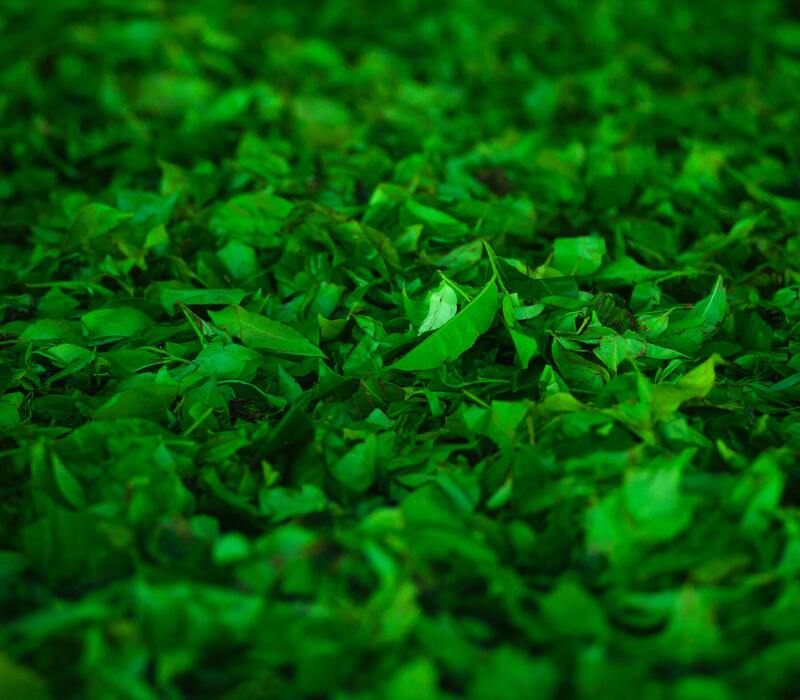 Why Cold Brew Green Tea at Home?