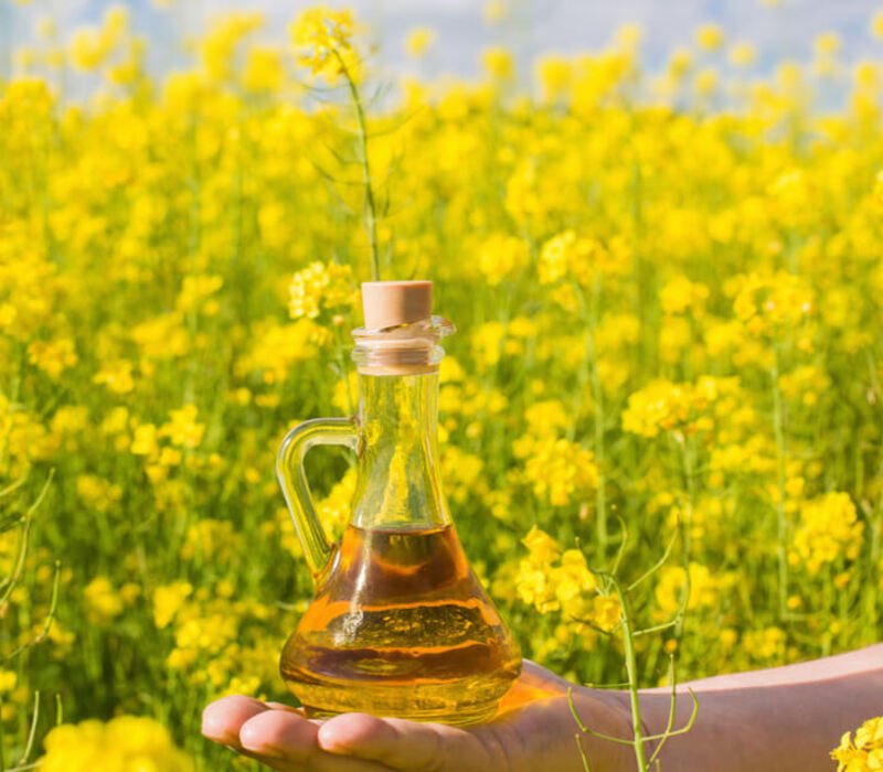 Is Canola Oil Healthy? Reasons For You to Know