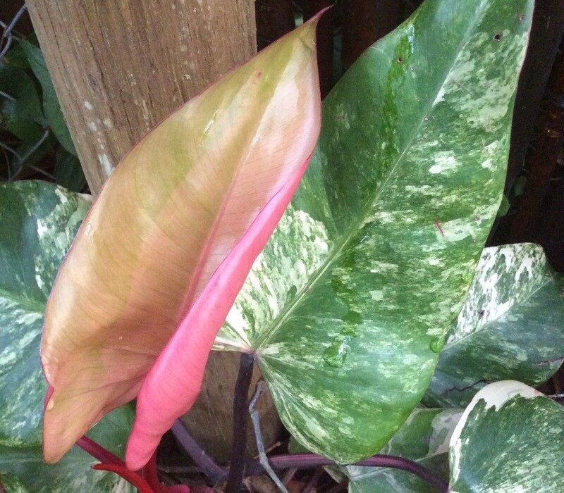 Philodendron Strawberry Shake Stickiness And Air Circulation