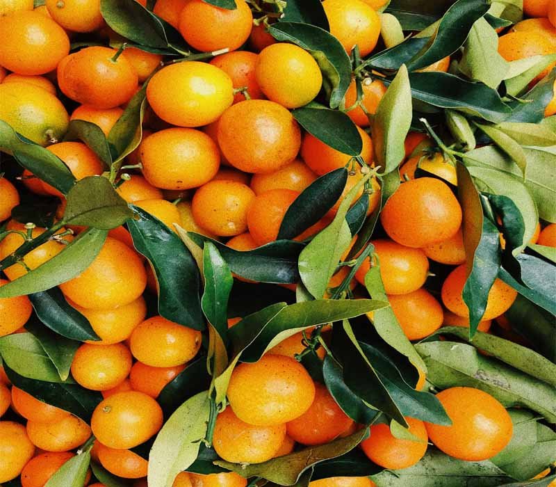 The Surprising Benefits of Carbs in Mandarin Oranges